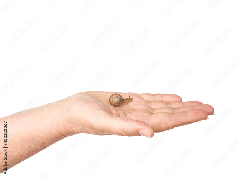 The snail sits on a woman's hand. Cosmetic product made from mucin snail mucus. Rejuvenation. Isolated. The snail sits on a woman's hand. Cosmetic product made from mucin snail mucus. Rejuvenation. Isolated.