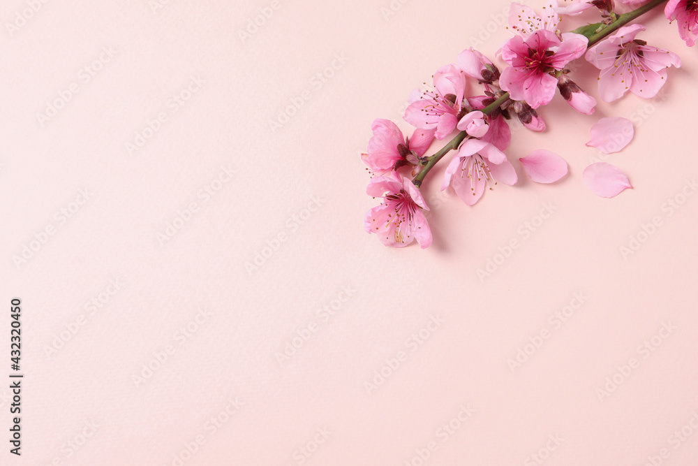 Beautiful sakura tree blossoms on beige background, flat lay. Space for text