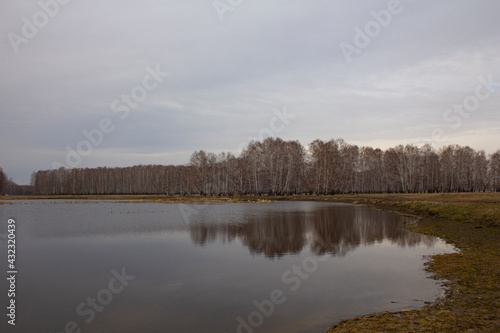 A birch grove on the shore of a forest lake. Birches grow on the banks of a reservoir in the middle of a pine forest in the Urals.