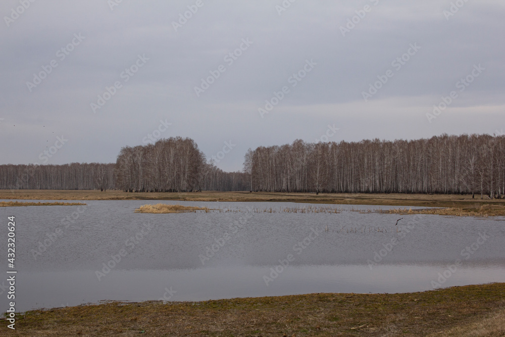 A birch grove on the shore of a forest lake. Birches grow on the banks of a reservoir in the middle of a pine forest in the Urals.