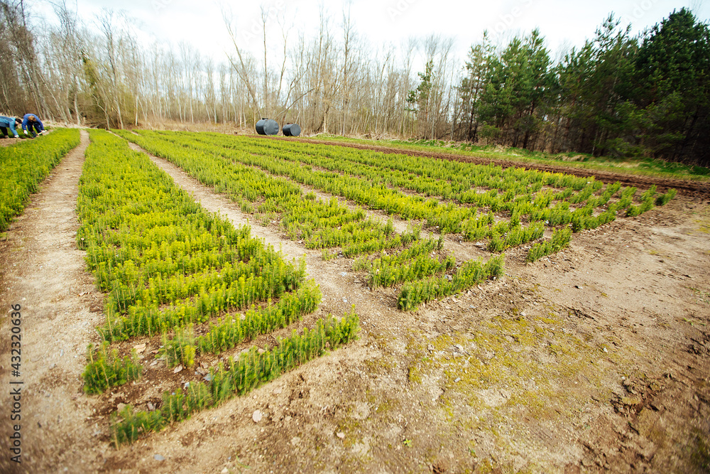 nursery of fir trees. small trees sprout from the ground in even rows. restoration of forests after deforestation. selective breeding of coniferous trees nursery of fir trees. small trees sprout from the ground in even rows. restoration of forests after deforestation. selective breeding of coniferous trees