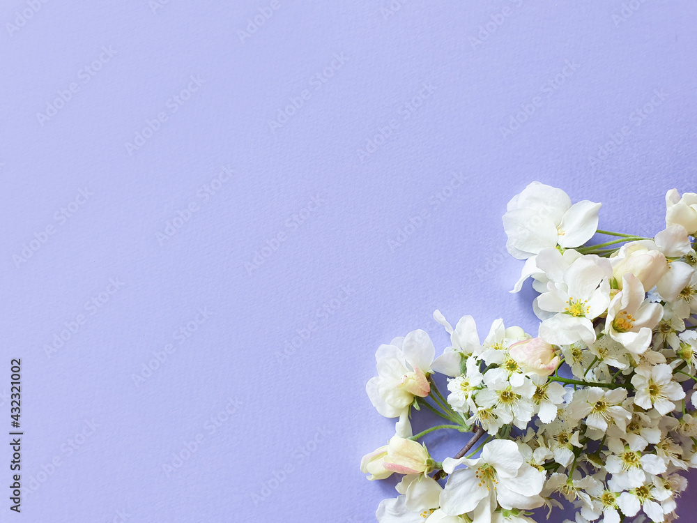 White flowers of apple tree on light purple background. Copy space, place for text or product. White flowers of apple tree on light purple background. Copy space, place for text or product.