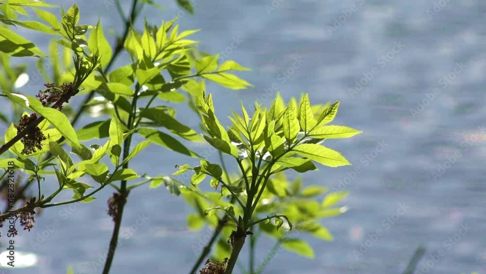 Green leaves on branches on the background of blue river water Green leaves on branches on the background of blue river water