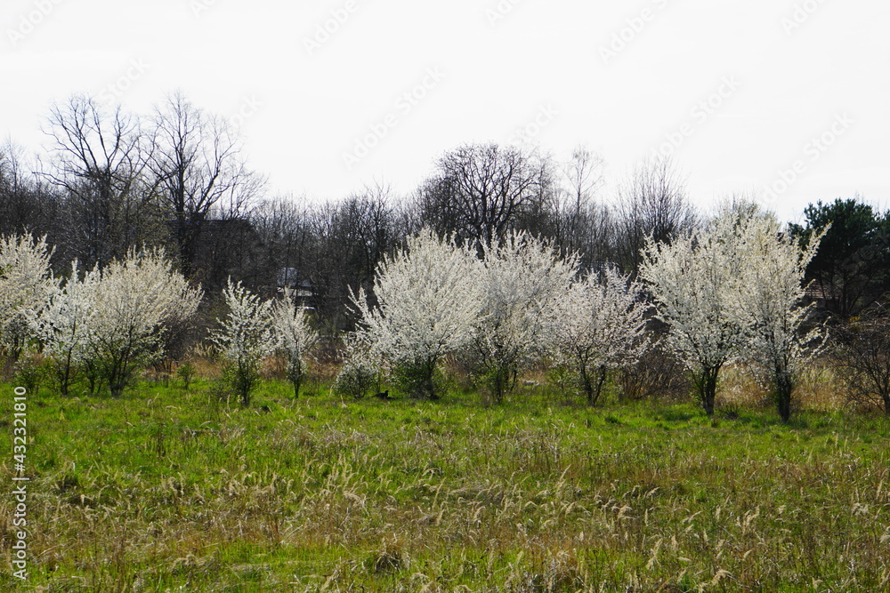 Streuobstwiese im Frühling Streuobstwiese im Frühling