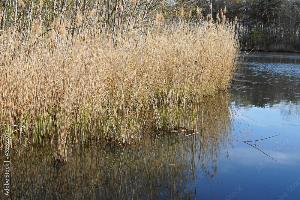 Wurzelteich, Angelgewässer in Alt-Heidemühl, Brandenburg Wurzelteich, Angelgewässer in Alt-Heidemühl, Brandenburg