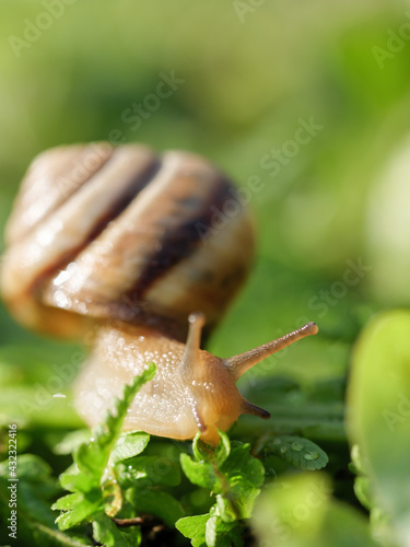 The snail is crawling on the green grass. Vertical photo.