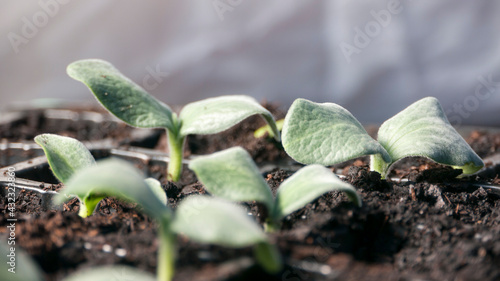 Plántula de calabaza en semillero photo