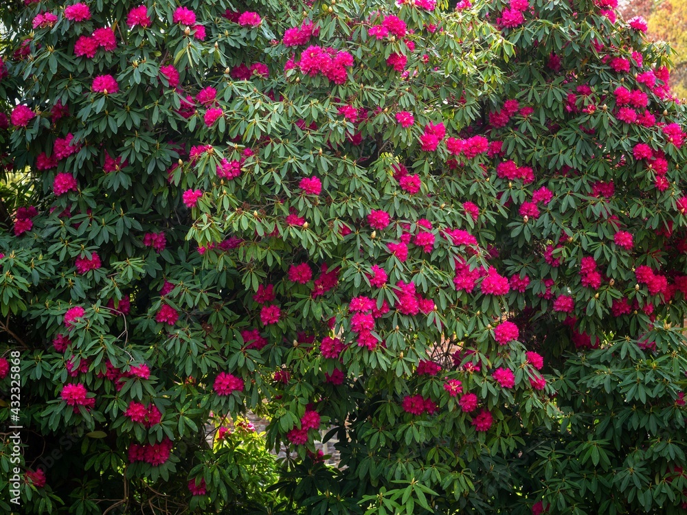 Large Rhododendron Bush