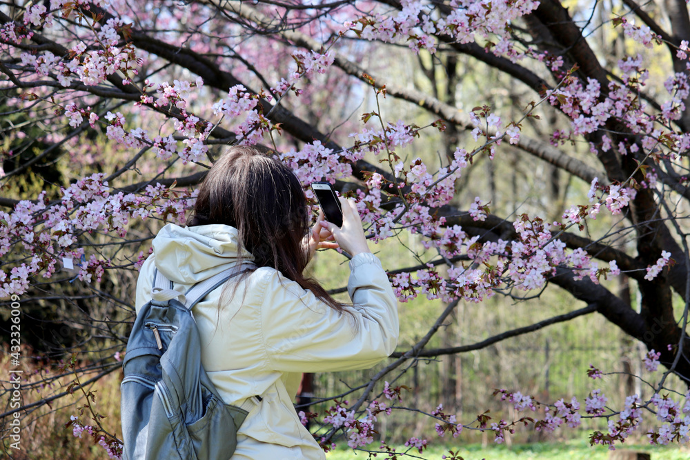 Girl photographs on smartphone camera sakura flowers in Japanese garden. Cherry blossom season at spring Girl photographs on smartphone camera sakura flowers in Japanese garden. Cherry blossom season at spring