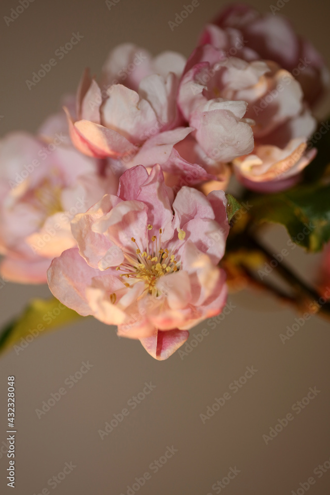 Pink cherry flower blossom close up background Prunus serrulata family rosaceae modern botanical big size print