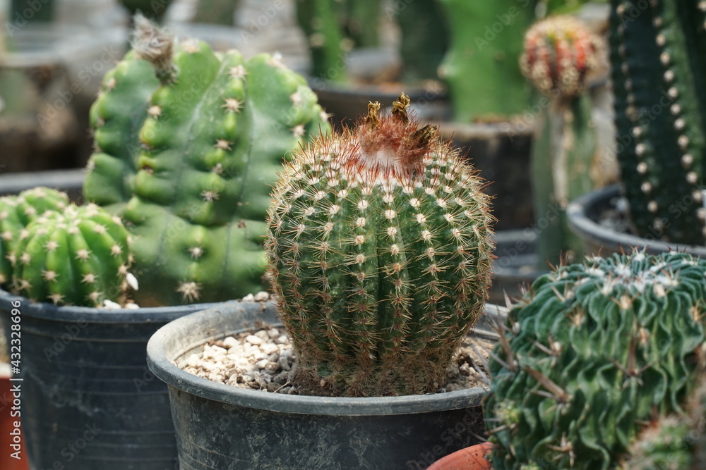 4K echeveria,Cactus humid tropics on a bright day 4K echeveria,Cactus humid tropics on a bright day