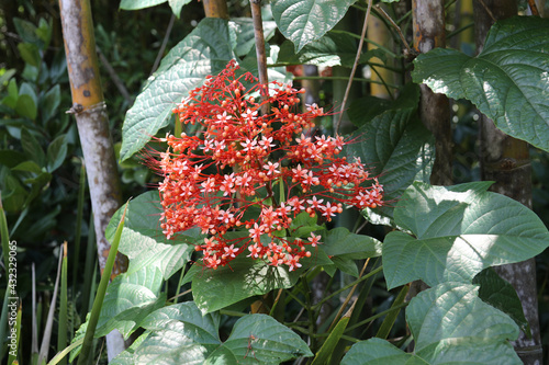 Clerodendrum paniculatum commonly known as Krishna kireedam or Pagoda flowering plant  photo