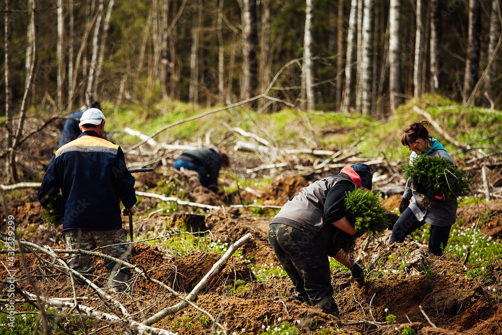 uniformed workers manually sow small tree seedlings into the ground. reforestation works after cutting down trees. coniferous forest grown by man. - obrazy, fototapety, plakaty 