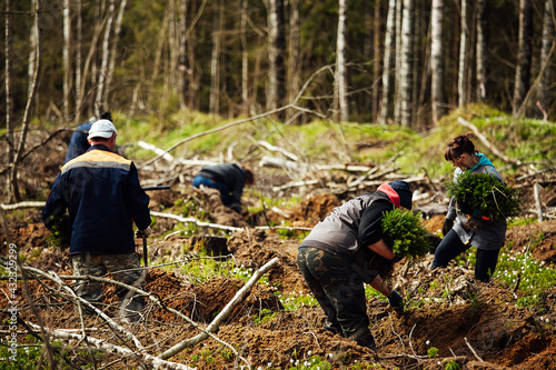 uniformed workers manually sow small tree seedlings into the ground. reforestation works after cutting down trees. coniferous forest grown by man. photo