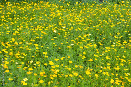 Field of blooming yellow flowers, selective focus.