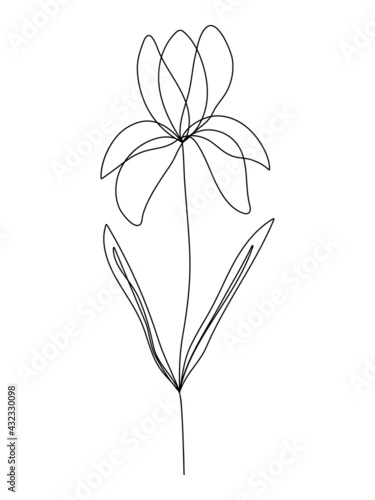Continuous line iris floral drawing, (Irideae) February birthflower photo