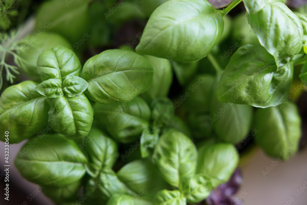 Fresh basil leaves in pots. Basil ready to eat and sell in stores. Fresh basil leaves in pots. Basil ready to eat and sell in stores.