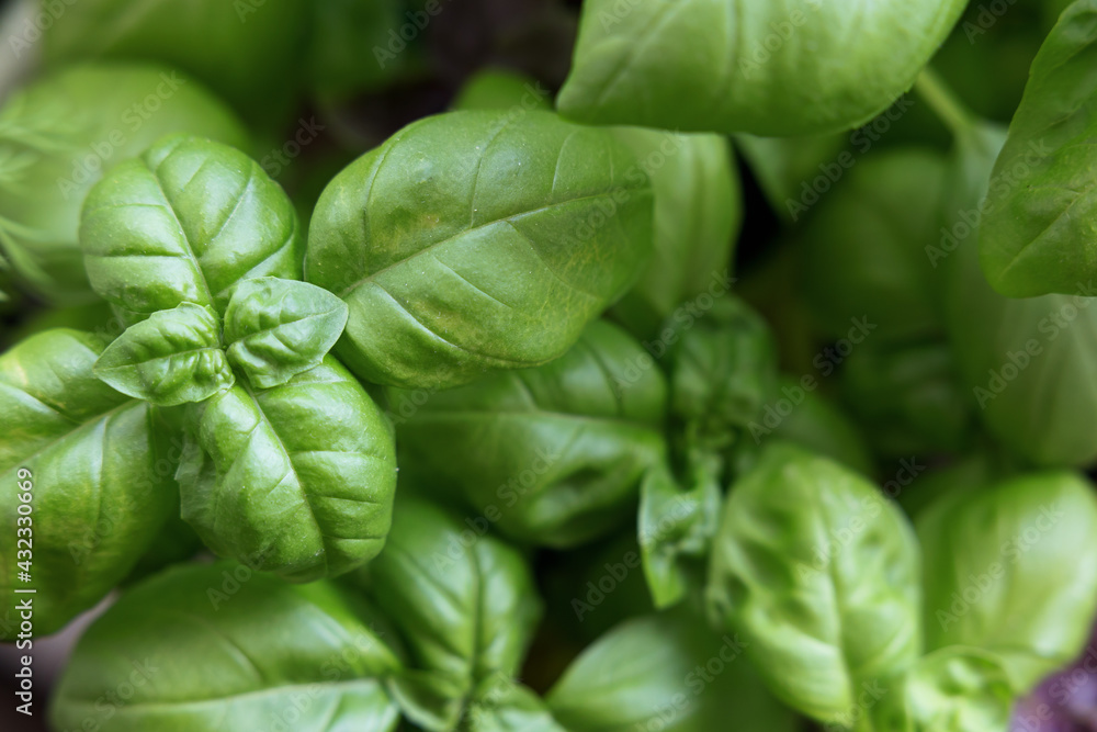 Fresh green basil grows in the eco garden. Basil seedlings and growing twisted leaves. Flavored salad dressings in Mediterranean style. Fresh green basil grows in the eco garden. Basil seedlings and growing twisted leaves. Flavored salad dressings in Mediterranean style.