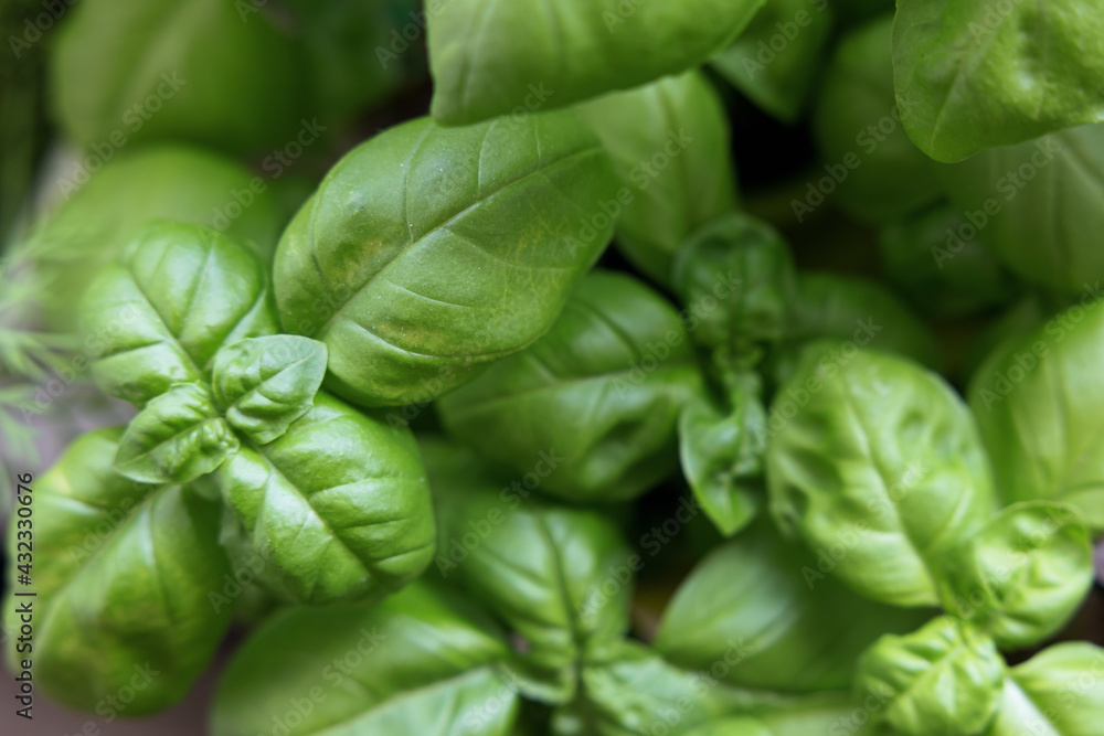 Fresh basil leaves on a dark ground background. Green basil. A lot of flavored basil. Classic herbs for salads and sauces of Italian and French cuisine. Close up selected focus. Fresh basil leaves on a dark ground background. Green basil. A lot of flavored basil. Classic herbs for salads and sauces of Italian and French cuisine. Close up selected focus.