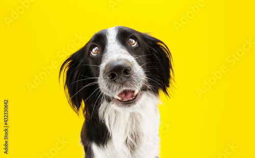 Funny loved border collie dog lookig with heartwarming eyes. Isolated on yellow colored background © Sandra