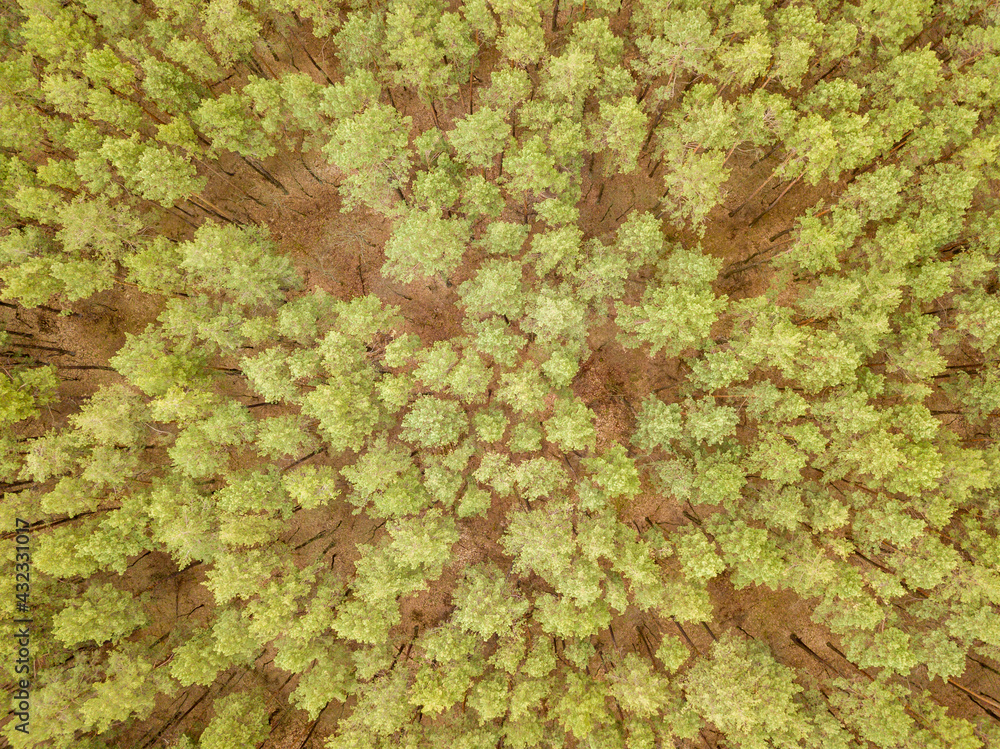 Pine trees in a coniferous forest in early spring. Aerial drone view. Pine trees in a coniferous forest in early spring. Aerial drone view.