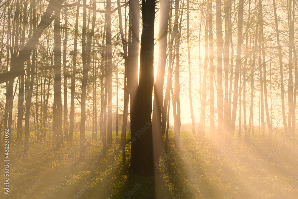 Obraz premium sunrise in the forest