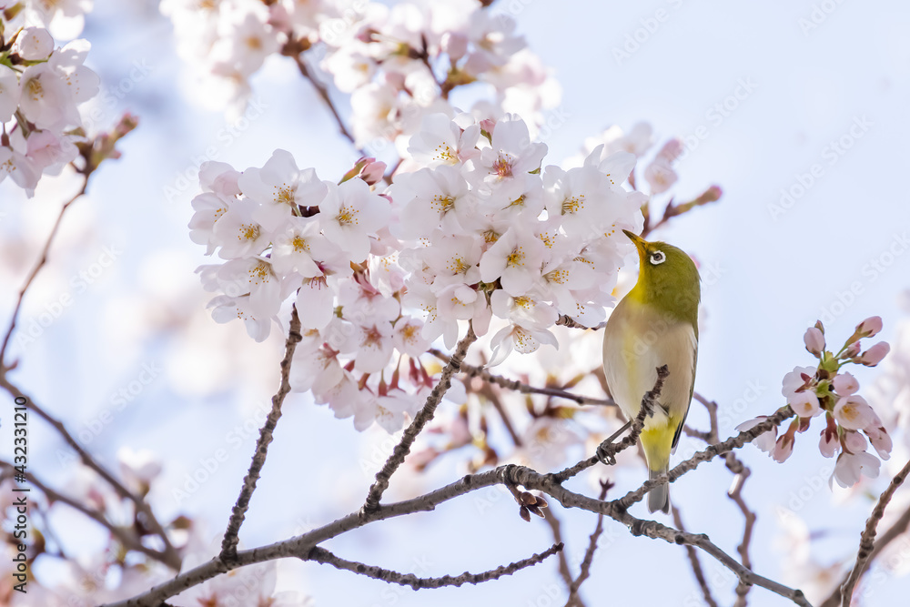 ピンク色の花びらが綺麗な満開の桜とメジロ ピンク色の花びらが綺麗な満開の桜とメジロ