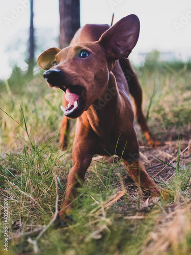Brown Pinscher dog and ten months old in a forest.