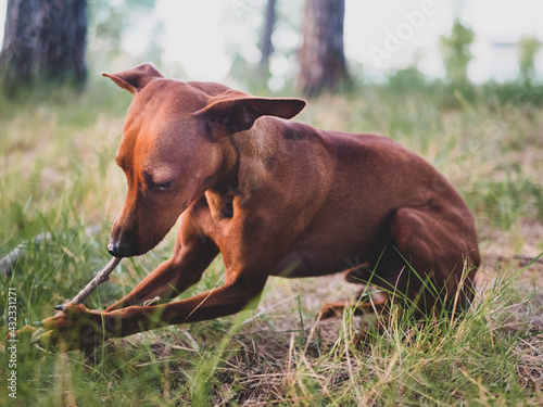 Brown Pinscher dog and ten months old in a forest.