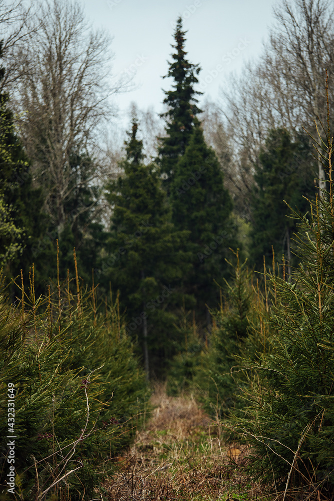Fototapeta premium spruce nursery. reforestation after logging. agriculture with concern for the environment. young Christmas trees grow on the plot