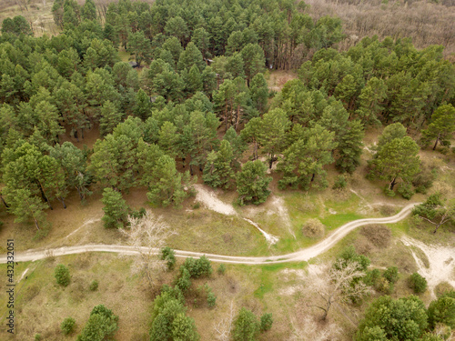 Dirt road among pine trees in a coniferous forest in early spring. Aerial drone view.
