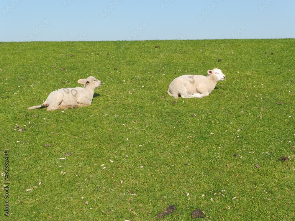 Obraz premium Schafe auf Deich