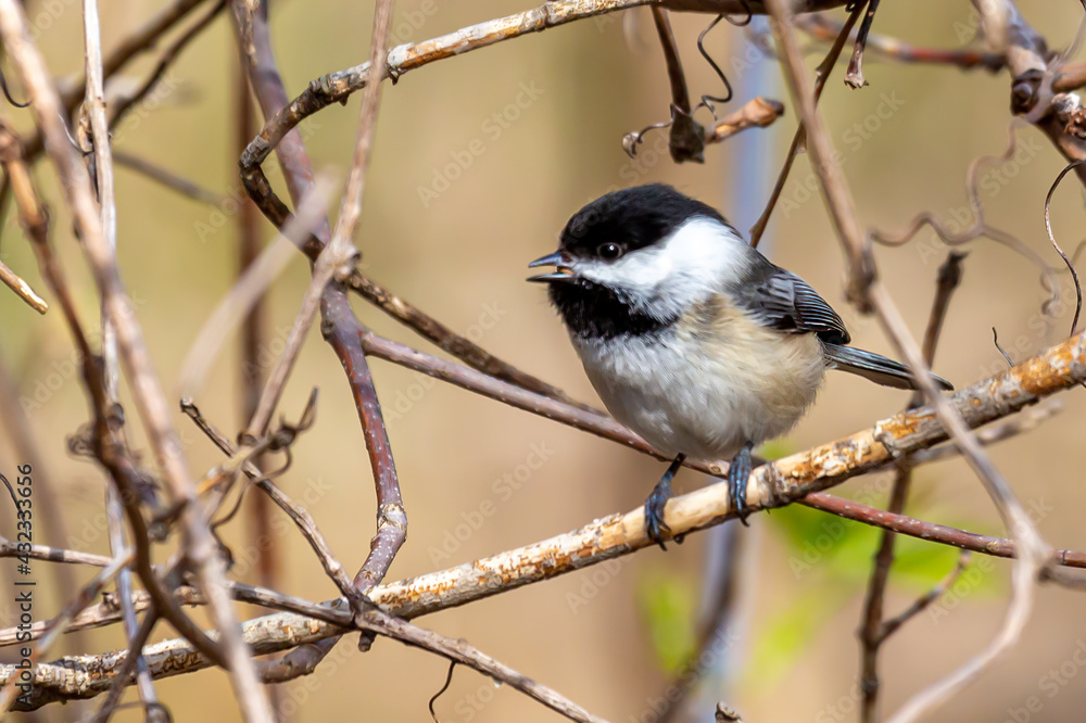 Obraz premium Chickadee Eating