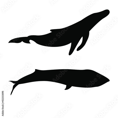 Vector silhouette of a whale. Blue whale  killer whale. Underwater animal. Silhouette of a large fish.