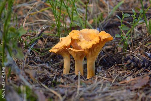 Three chanterelle mushrooms in the forest (Cantharellus cibarius). Cantharellus. Fresh organic mushrooms. 