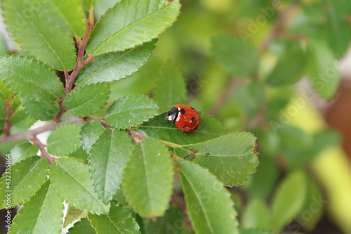 beautiful red ladybug leaf photo © Recep