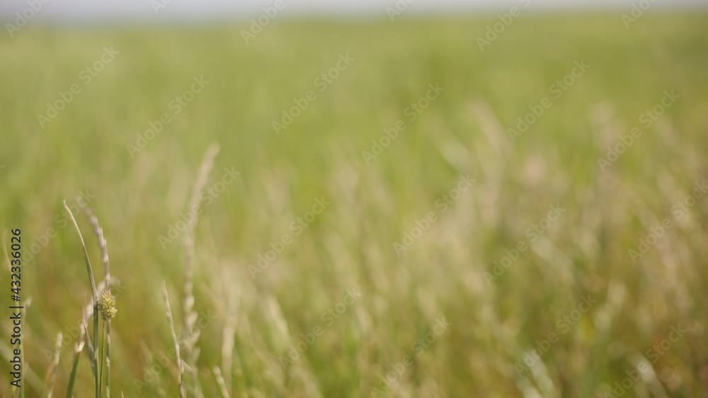 Focus in and out on greenery with wind Focus in and out on greenery with wind