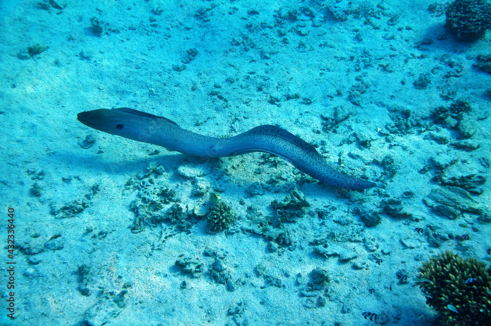 Moray eel Moray eel