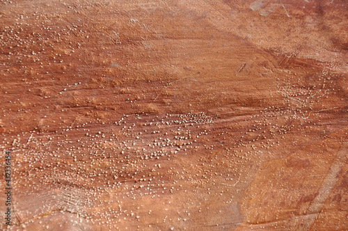 Palm tree leaf surface - background