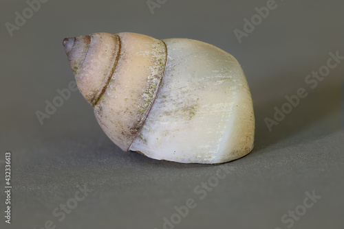 White wizard snail Filopaludina martensi photo