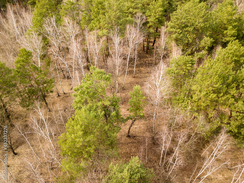 Pine trees in a coniferous forest in early spring. Aerial drone view. Pine trees in a coniferous forest in early spring. Aerial drone view.