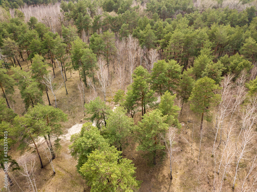 Obraz premium Pine trees in a coniferous forest in early spring. Aerial drone view.