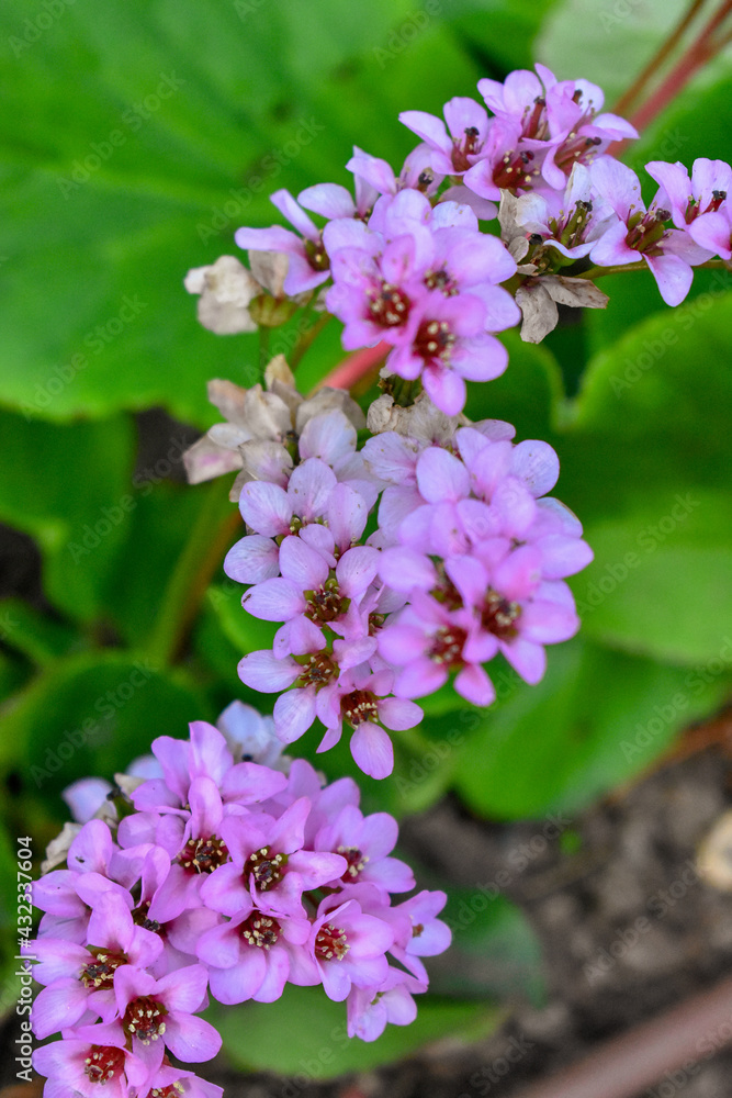 Fototapeta premium Alyssum Flower Blossom - Nature Photography