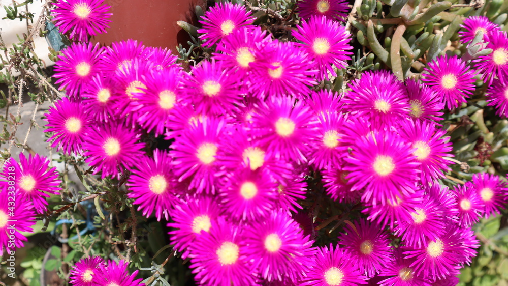 Fuschia and Purple Dewplant (Disphyma crassifolium) flowers at the botanical garden. Pink and purple Background of Lampranthus (Dewplant) flowers in Turkey Fuschia and Purple Dewplant (Disphyma crassifolium) flowers at the botanical garden. Pink and purple Background of Lampranthus (Dewplant) flowers in Turkey