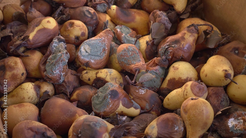 A pile of rotten, moldy pears. Mildew on Fruits. Food loss and waste. Damage to the fruit crop A pile of rotten, moldy pears. Mildew on Fruits. Food loss and waste. Damage to the fruit crop