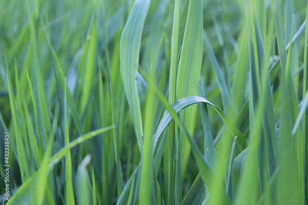 green grass background view from the side close up green grass background view from the side close up
