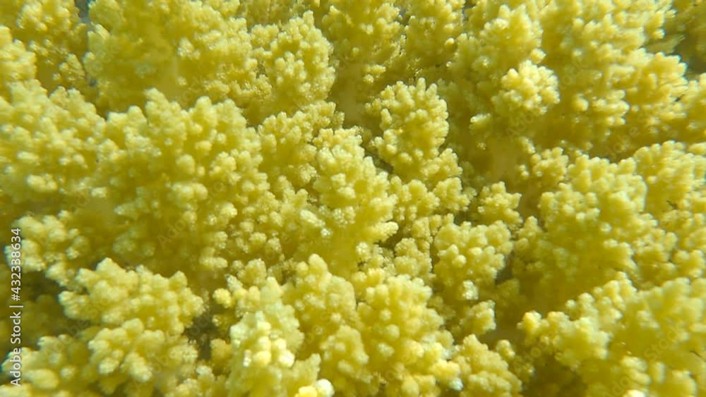 Details of the soft coral polips. Extreme close-up of the soft coral polips on the reef. Natural underwater background. Broccoli coral (Litophyton arboreum) 4K-60pfs Details of the soft coral polips. Extreme close-up of the soft coral polips on the reef. Natural underwater background. Broccoli coral (Litophyton arboreum) 4K-60pfs