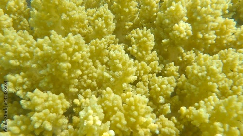 Details of the soft coral polips. Extreme close-up of the soft coral polips on the reef. Natural underwater background. Broccoli coral (Litophyton arboreum) 4K-60pfs photo