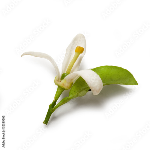 Orange Blossom, Isolated on White Background – Fragrant Citrus Flower with Yellow Pistil and Green Leaf – Wedding Symbol and Perfume Ingredient – High Resolution Close Up with Macro Detail and Shadow photo