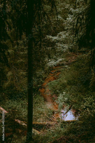 River flowing through a dark and moody forest. Fallen trees, small stream in Latvia